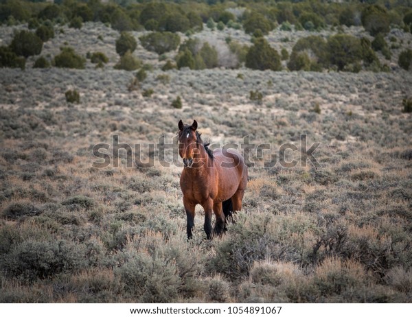 Brown Wild Mustang Horse Stock Photo (Edit Now) 1054891067