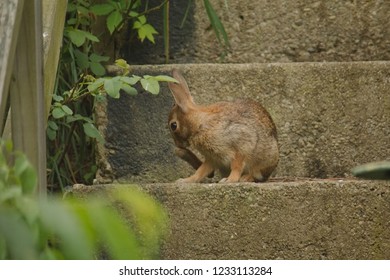 A Brown Wild Rabbit Sitting On A Step Scratching It's Nose With It's Back Leg