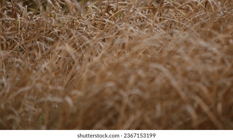 Brown wild weeds due to drought in the dry season - Shutterstock ID 2367153199