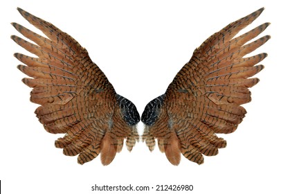 Brown wings of the bird isolated on white