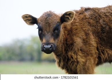 Brown Winter Coat Of Black Angus Calf On Cattle Farm Close Up, Baby Cow Portrait For Beef Industry.