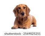 Brown wire haired dachshund dog lying down and looking forward on a white background