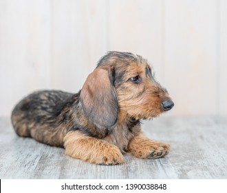 Brown wire-haired dachshund puppy lying on the floor