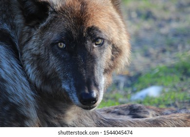 Brown Wolf - Alaska Wildlife Conservation Center, Alaska