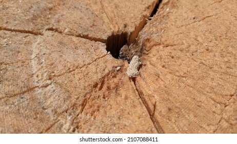 Brown wood texture, can be used as a background