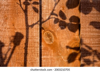 Brown Wood Wall Plank Texture Background With Light And Shadow Of Branches Of Rose In The Morning, Front View Of Wooden Fence. Vintage Old Warm Wooden Pattern Light And Shadow Minimal Design Concept