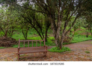 Brown Wooden Bench In A Park With Many Trees, With A Path, Many Green Plants And Fallen Brown Leaves On The Ground.