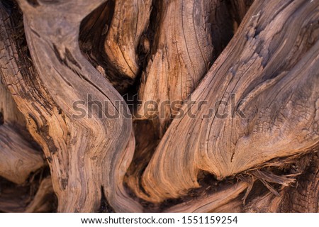 Brown wooden texture, driftwood. Old withered tree, migratory branches. Wood background.