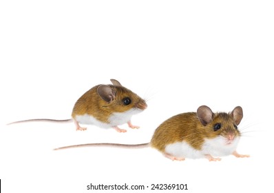 Brown Woodlands Deer Mice Crawling - Peromyscus Mouse