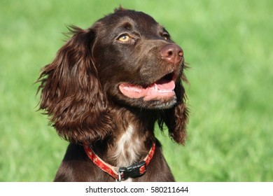 Brown Working Type Cocker Spaniel Pet Gundog