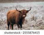 A brown yak stands in a grassy meadow on a cold winter day