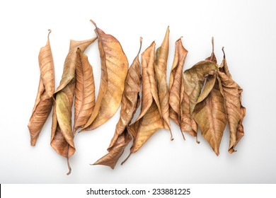 Brown And Yellow Dried Leaves.