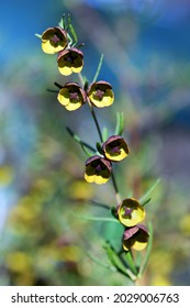 Brown and yellow fragrant flowers of Boronia megastigma, family Rutaceae. Small shrub native to southwest Western Australia. Spring flowering. Common name is the Brown Boronia