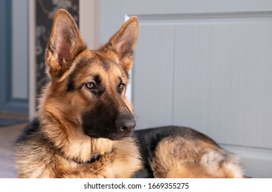 Brown and yellow German Shepherd Dog Close Up Portrait - Powered by Shutterstock