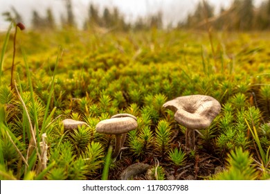 Brown and yellow mushrroms on green moss in forest, backlit by sun light, trees in background