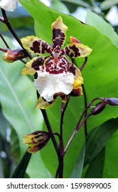 A Brown Yellow And White Flecked Oncidium Jungle Monarch Orchid Flower, Green Leaves In The Background