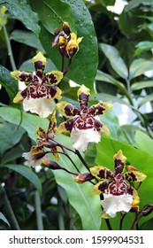 Brown Yellow And White Flecked Oncidium Jungle Monarch Orchid Flowers, Green Leaves In The Background