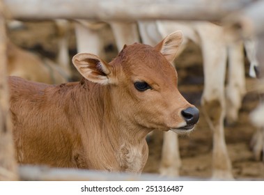 Brown Young Calf In Barn Pen.