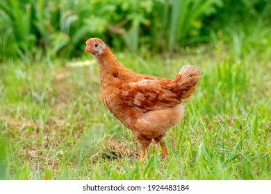 Brown young chicken in the garden walks on the grass
