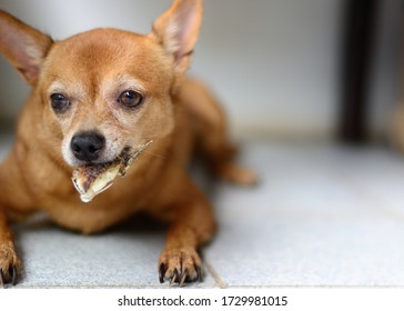 Brown Young Chihuahua Dog Eating Grilled Fish Tail On The Floor.