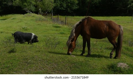 brown young horse and black and white potbellied pig on farm in south eastern united states farmland in countryside during summer