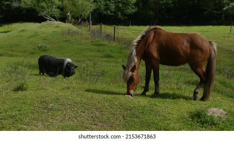brown young horse and black and white potbellied pig on farm in south eastern united states farmland in countryside during summer