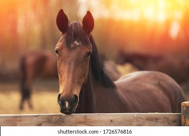 Brown young horse stallions in corral farm, autumn photo. - Powered by Shutterstock