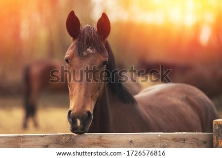 Brown young horse stallions in corral farm, autumn photo.