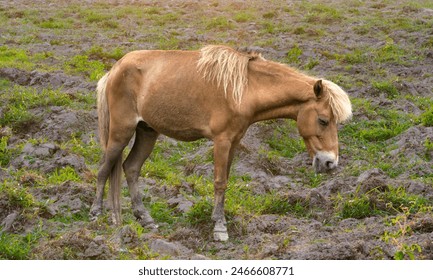 Brown young sick African horse spends time in pain of sickness in pasture - Powered by Shutterstock