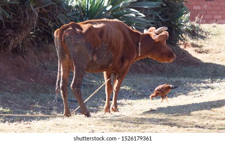 Brown Zebu Cow (Bos Primigenius Indicus), Madagascar