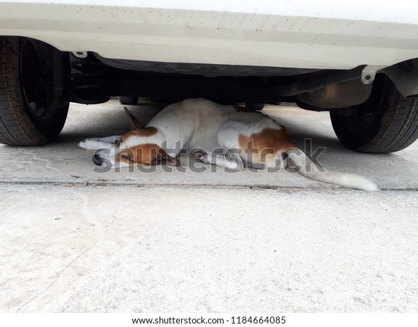 The\
brown-and-white dog sleeps alone under the\
car.