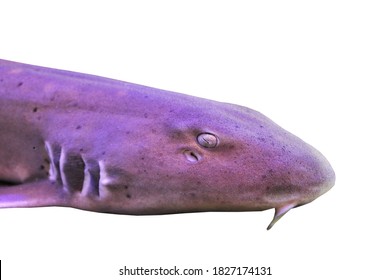 A Brownbanded Bamboo Shark Baby (Grey Carpetshark,Cat Shark) On Isolated White Background. Chiloscyllium Punctatum Is Marine Fish In Hemiscylliidae Family. 