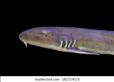 A Brownbanded Bamboo Shark Baby (Grey Carpetshark,Cat Shark) On Isolated Black Background. Chiloscyllium Punctatum Is Marine Fish In Hemiscylliidae Family. 