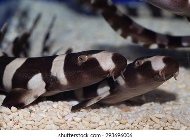 Brownbanded Bamboo Shark (Chiloscyllium Punctatum) In Japan