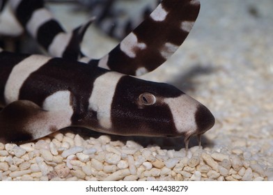 Brownbanded Bamboo Shark (Chiloscyllium Punctatum) In Japan