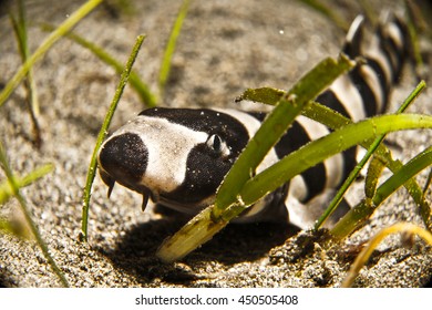 Brownbanded Bamboo Shark (Chiloscyllium Punctatum)