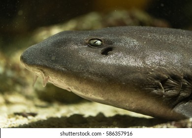 Brownbanded Bamboo Shark (Chiloscyllium Punctatum) Head. Adult Fish Aka Cat Shark, In The Family Hemiscylliidae, Showing Eye And Barbels