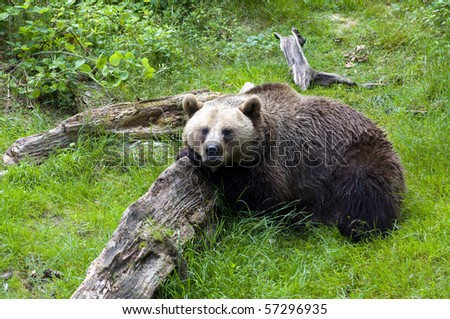Brownbear relaxing in the sun