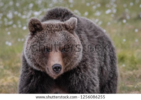 Brownbear in the swamp