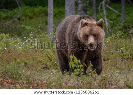 Similar – Brown Bear