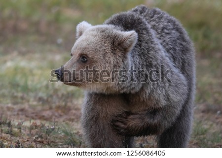 Brownbear in the swamp
