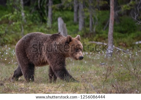 Brownbear in the swamp
