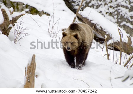 Brownbear walking through the snow...