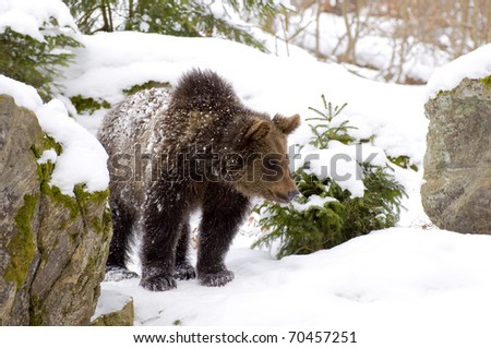 Brownbear walking through the snow...
