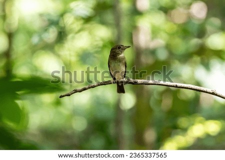 Brown-chested jungle flycatcher (Cyornis brunneatus) breeds in South China, winters in the Malay peninsula. Its natural habitats are subtropical, tropical moist lowland forests and subtropical.