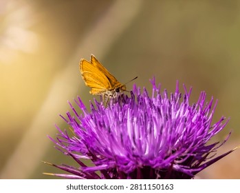 Brown-Collared Skipper Butterfly perched on a vivid purple thistle flower
