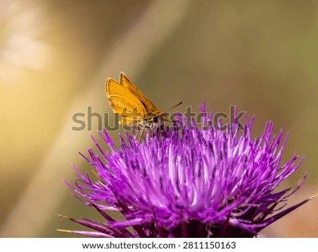 Brown-Collared Skipper Butterfly perched on a vivid purple thistle flower