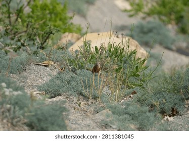 A brown-colored bird stands among sparse green vegetation and silver-toned foliage on a rocky, uneven mountain terrain under natural daylight.