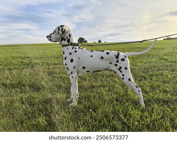 Brown-dots dalmatian. Dalmatian dog. Puppy.