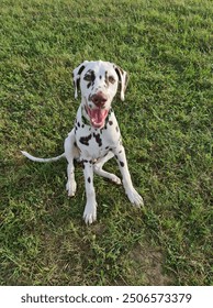 Brown-dots dalmatian. Dalmatian dog. Puppy.